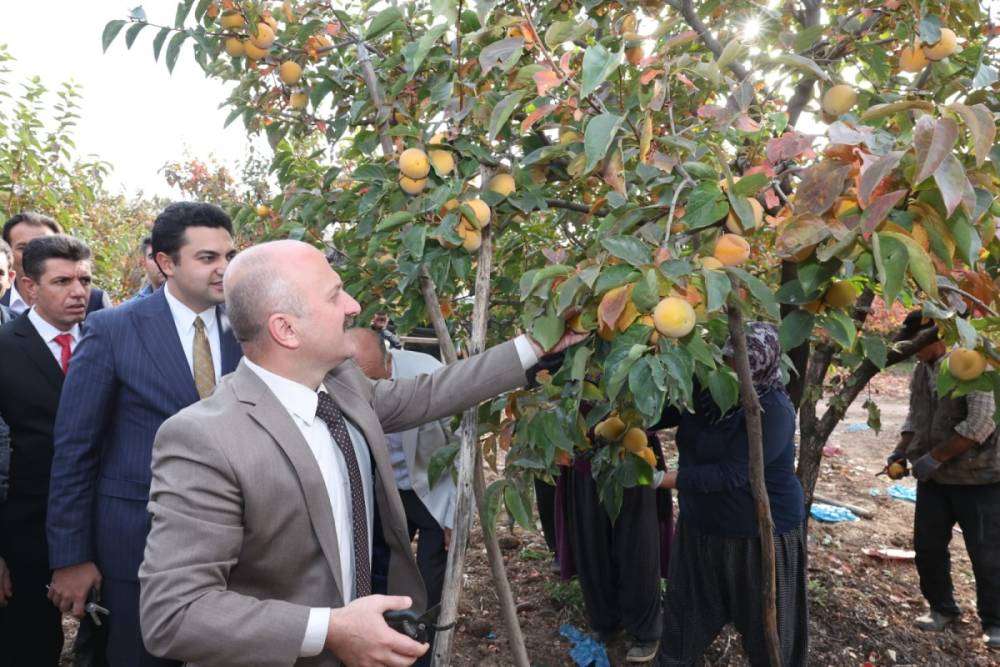 T&uuml;rkiye'nin hurması G&ouml;lbaşı'ndan 