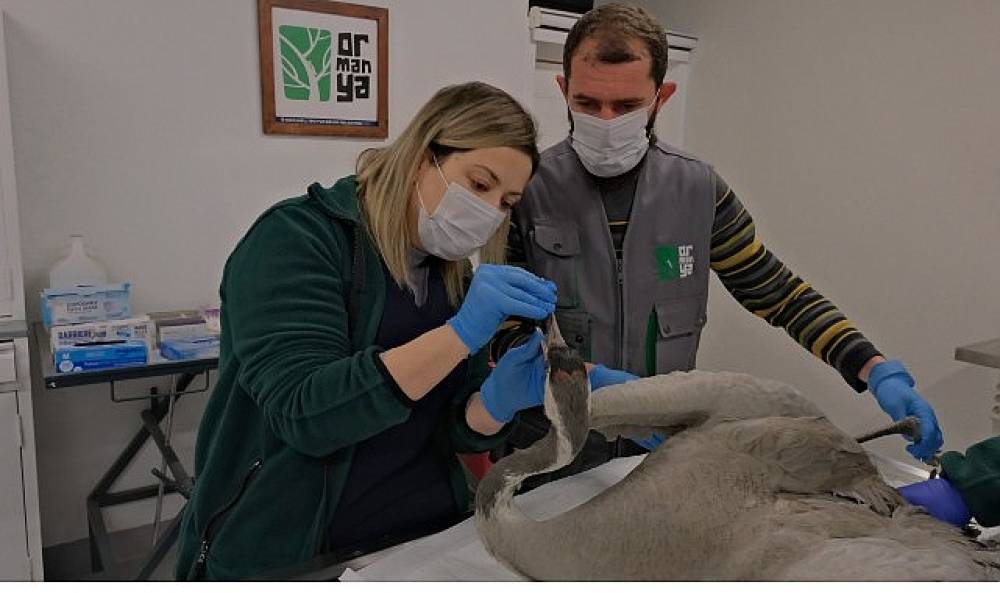 Yaralı Turna, Ormanya'da yaşama tutundu